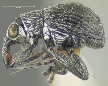 Media type: image;   Entomology 25110 Aspect: habitus lateral view